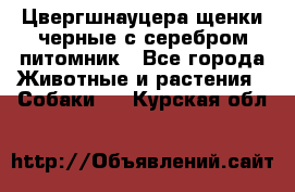 Цвергшнауцера щенки черные с серебром питомник - Все города Животные и растения » Собаки   . Курская обл.